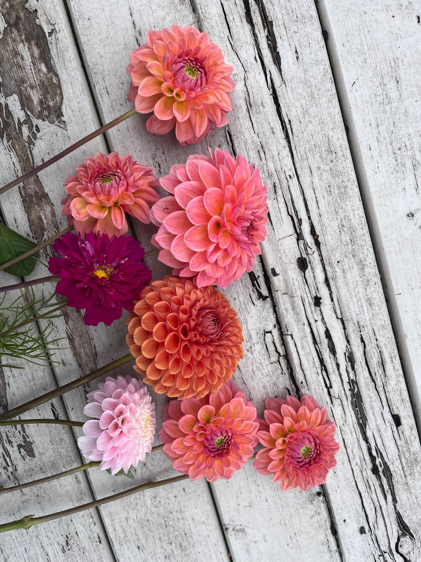 Dahlia 2025 Subscription
