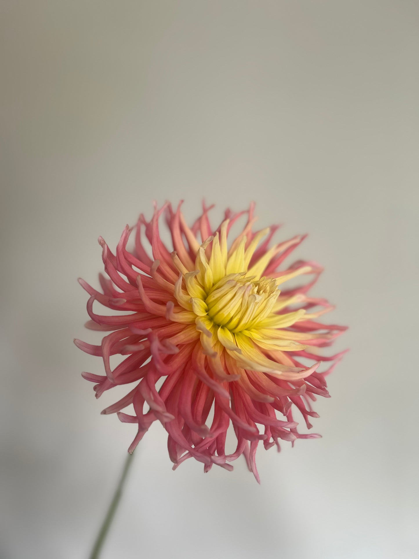 Dahlia 2025 Subscription