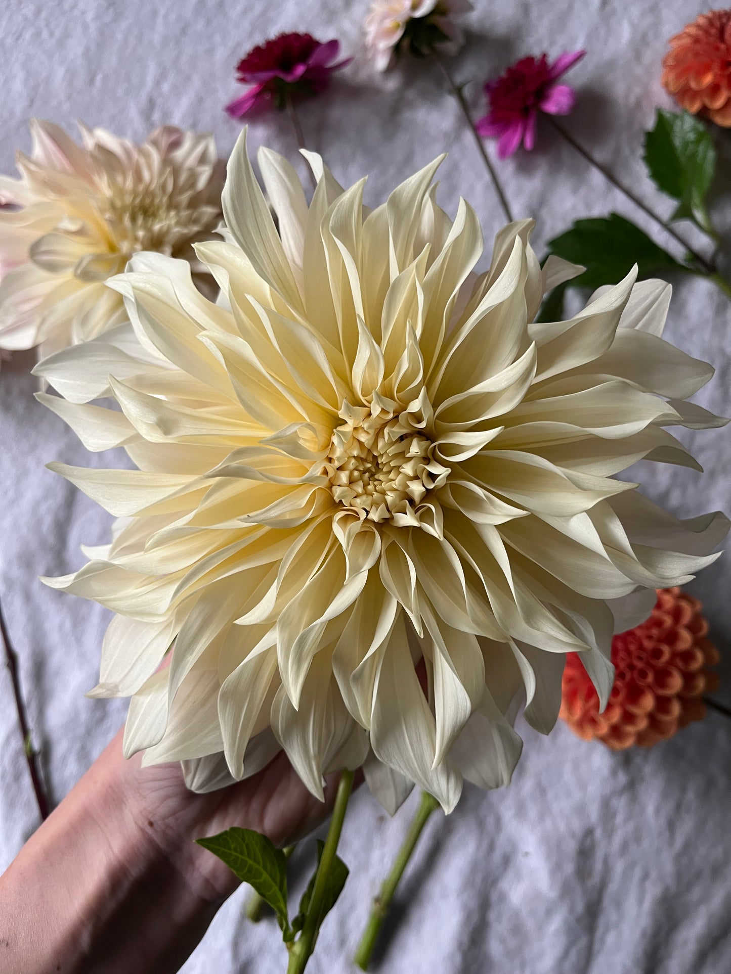 Dahlia 2025 Subscription