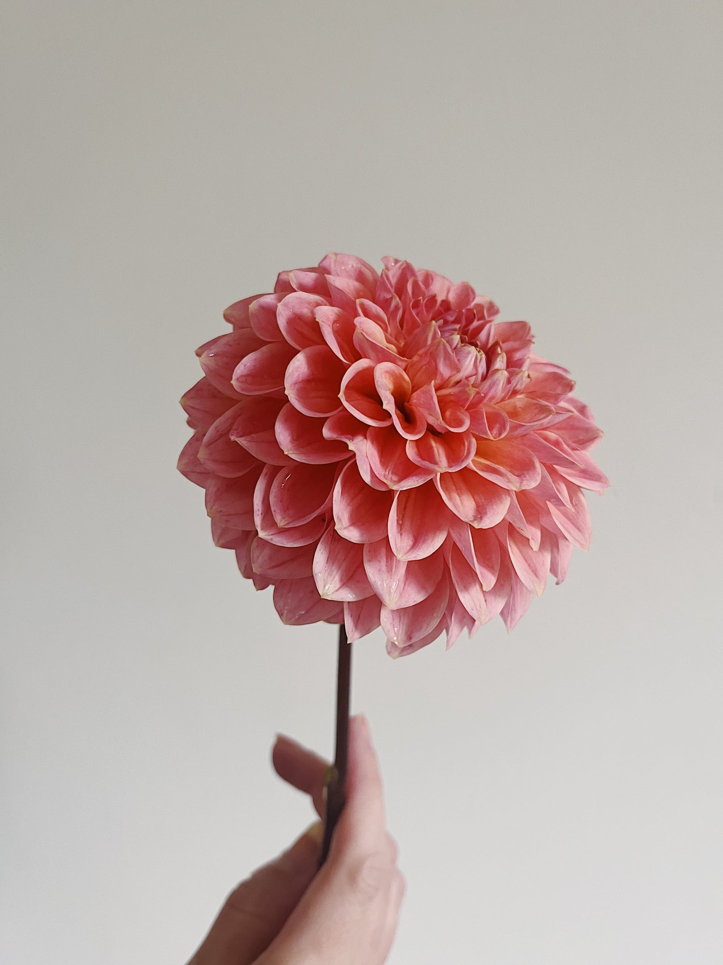 Dahlia 2025 Subscription