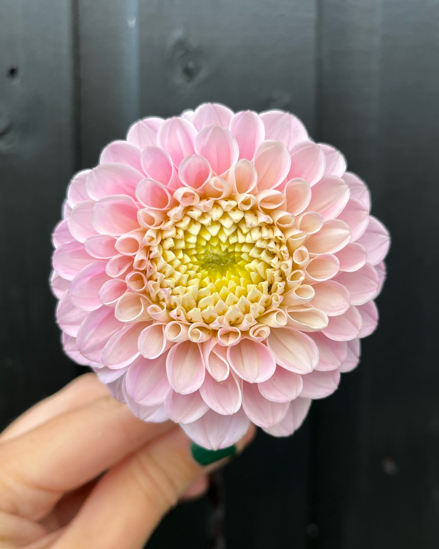 Dahlia 2025 Subscription