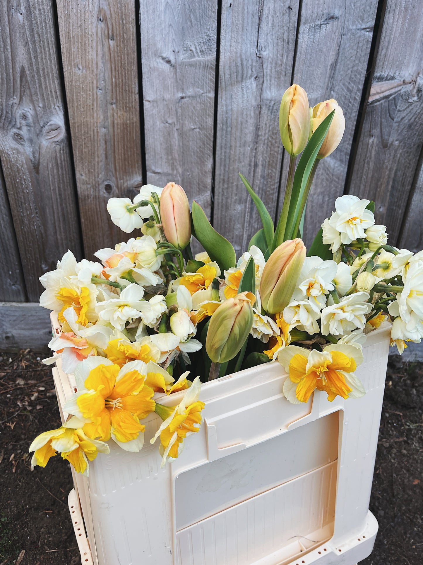 Spring 2026 Subscription