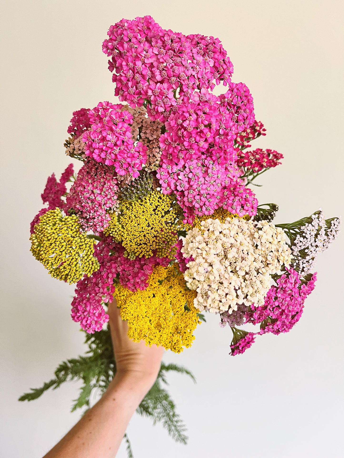 Dahlia 2025 Subscription