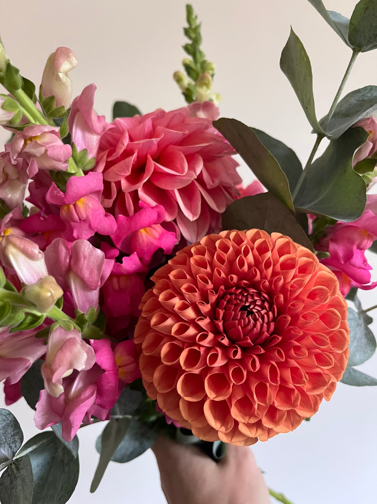 Dahlia 2025 Subscription